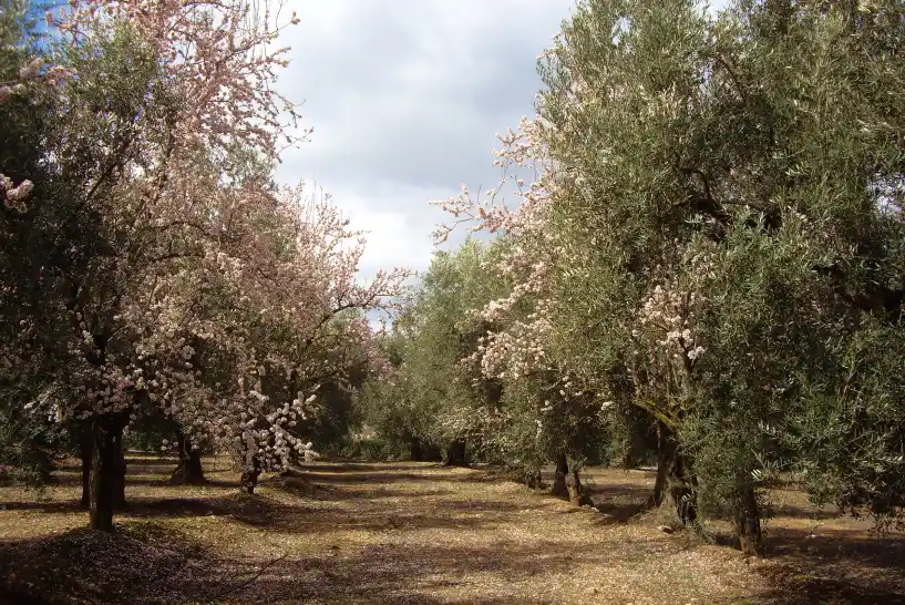 campos de olivos en flor